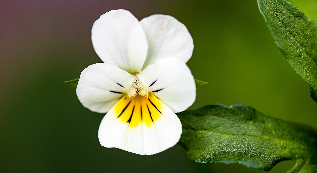 Wild Pansy