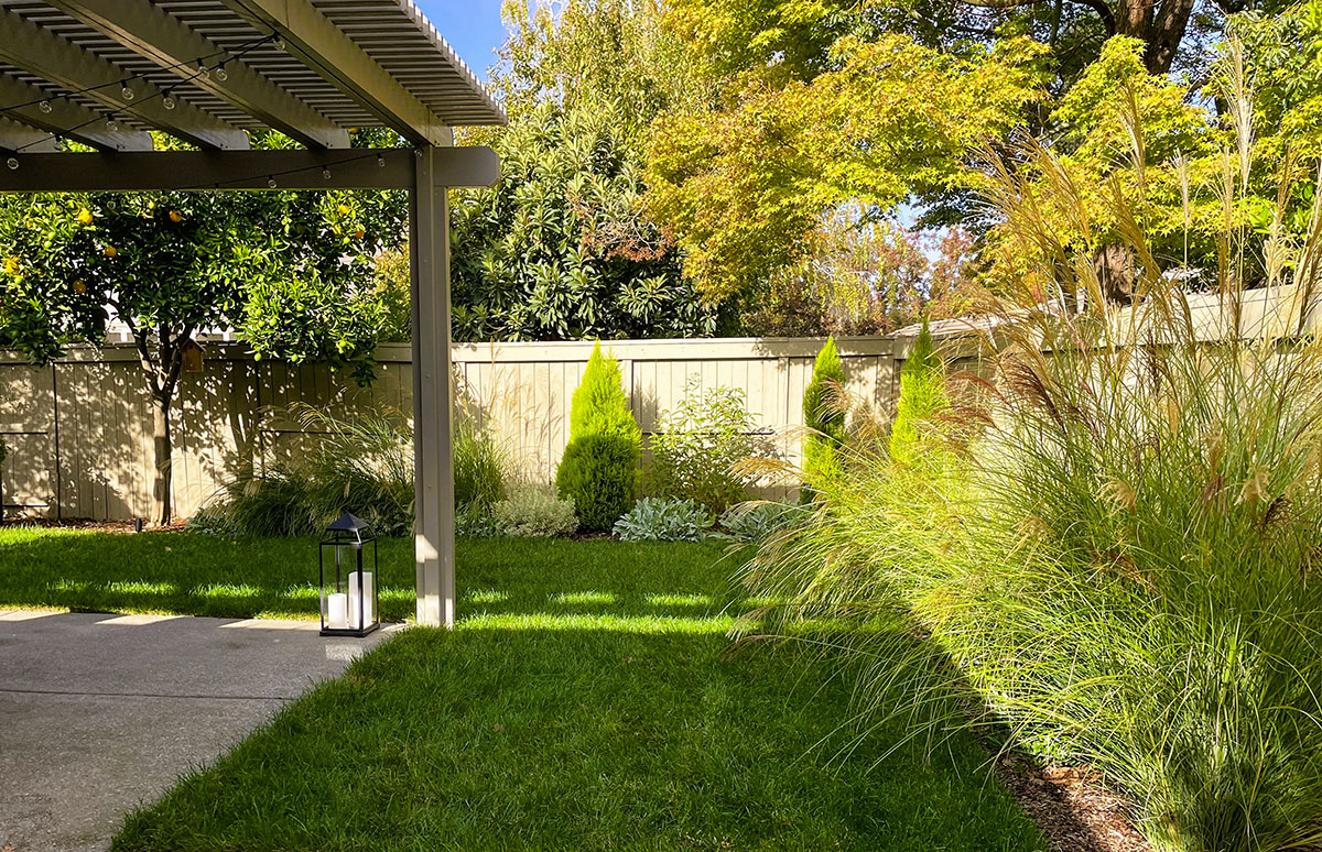 Backyard with new lawn and landscaping.