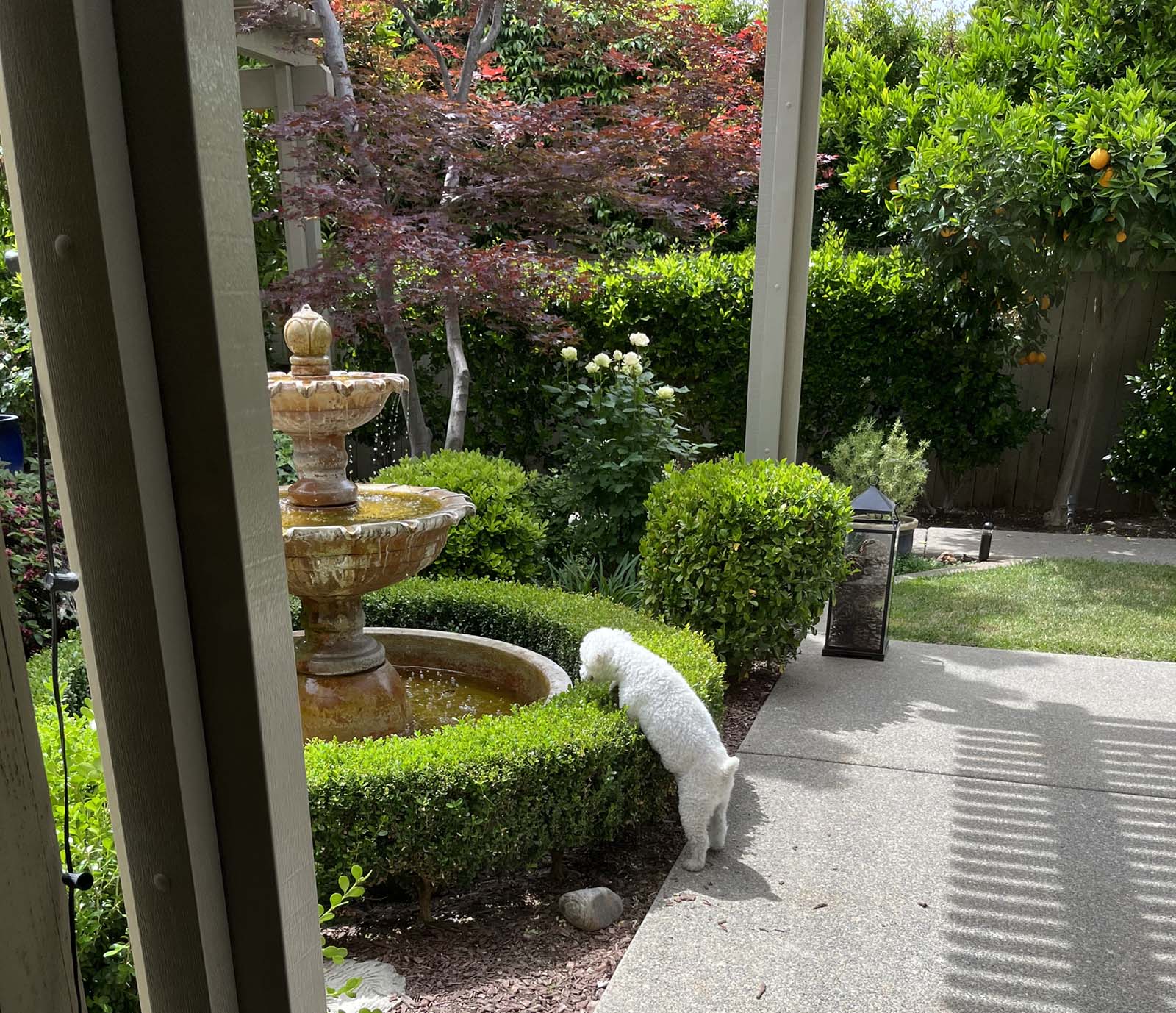 Fourntain, greenery.