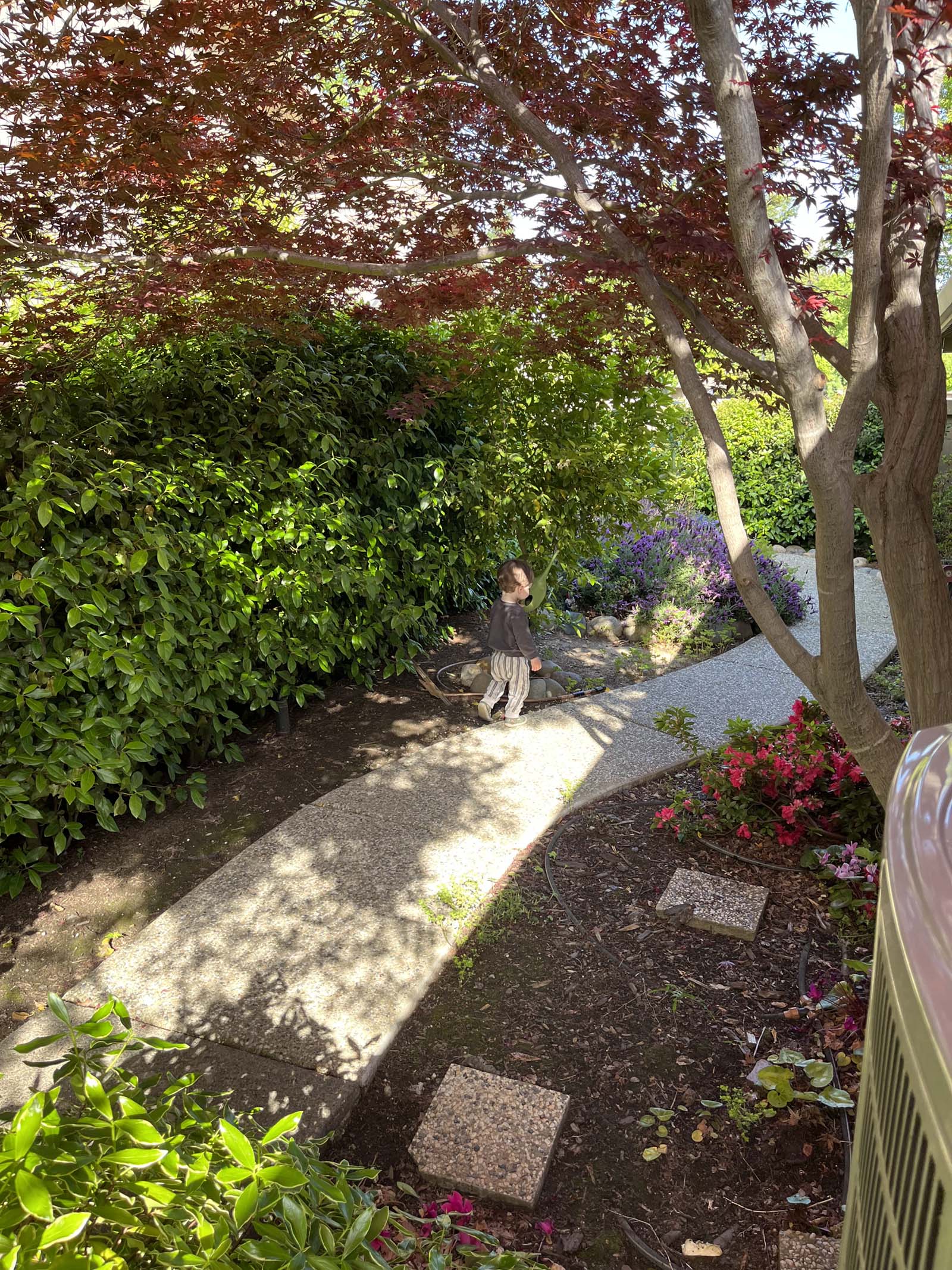 Yard area with walkway